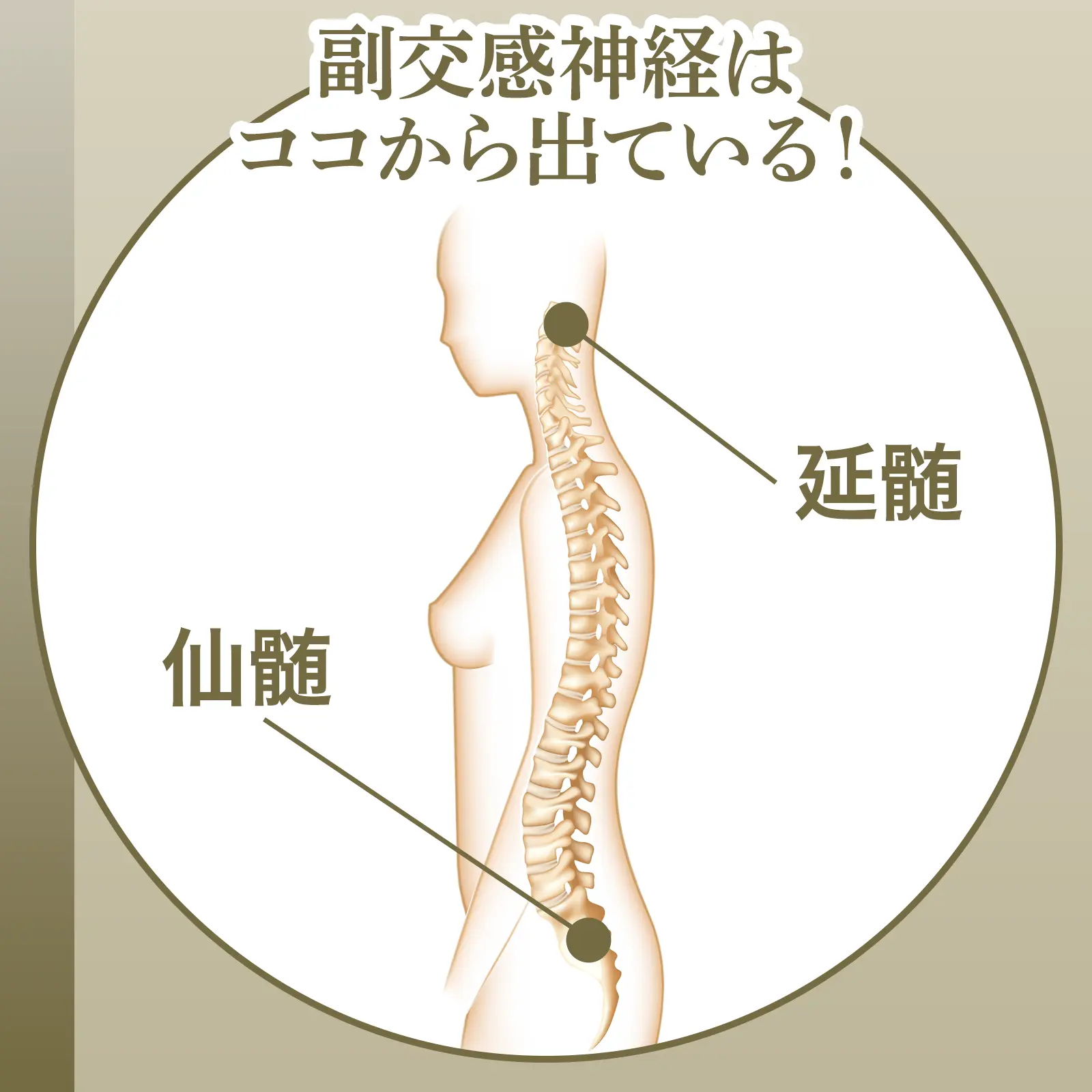 副交感神経はココから出ている！