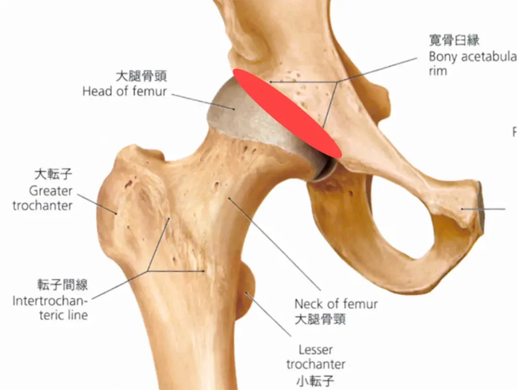 股関節